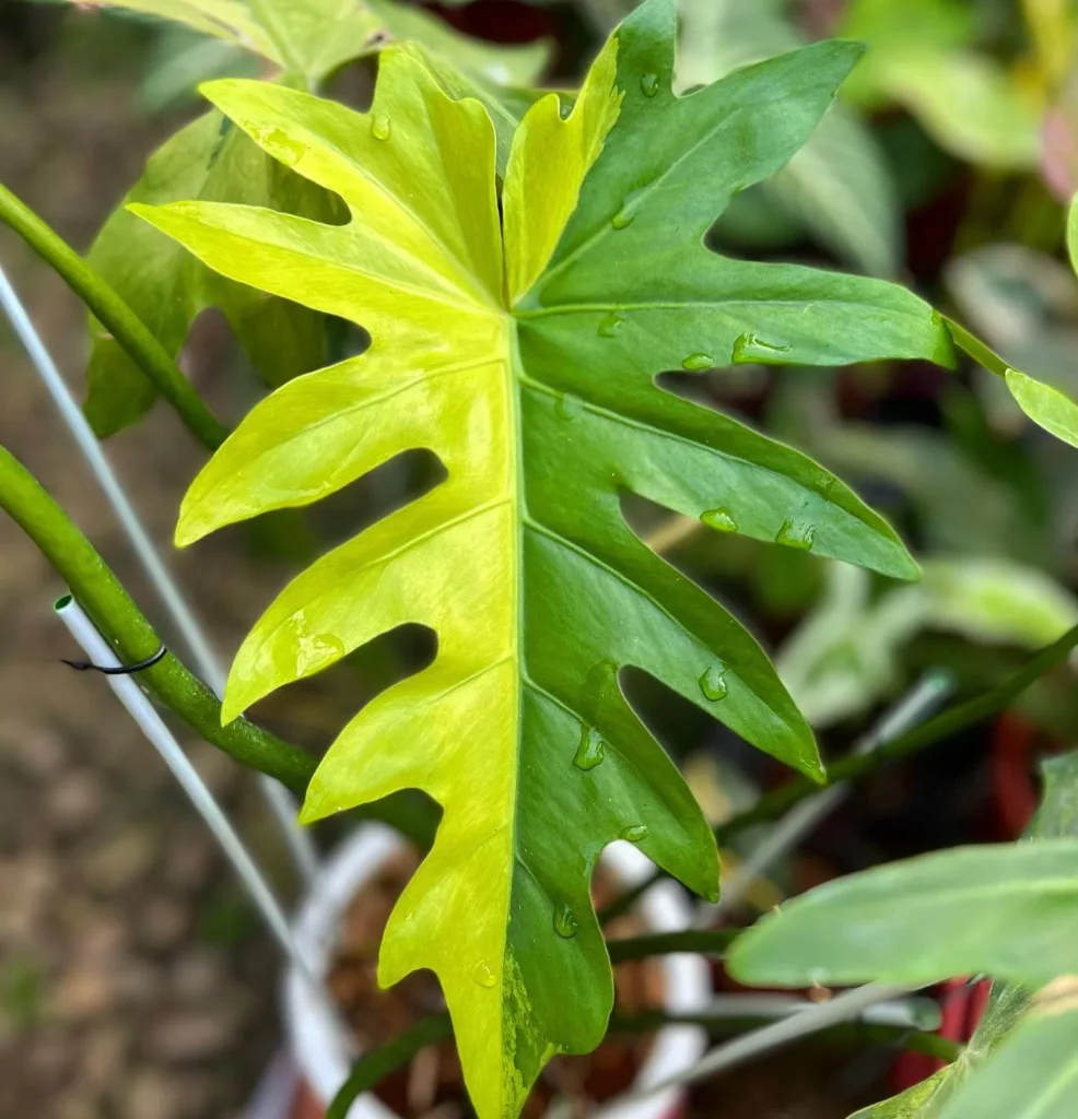 Close up Photo of Philodendron Radiatum Leaf In Round Pot on Wooden Floor at Garden Area