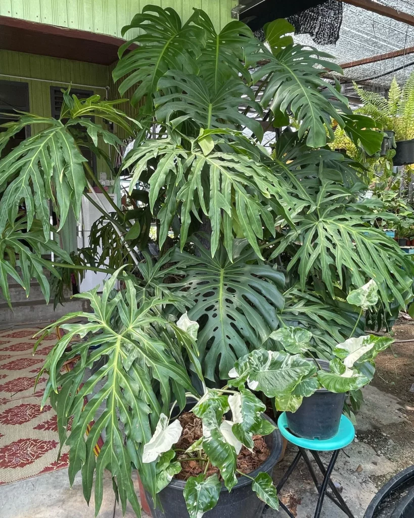 Philodendron Radiatum In Round Pot at Home Garden Area