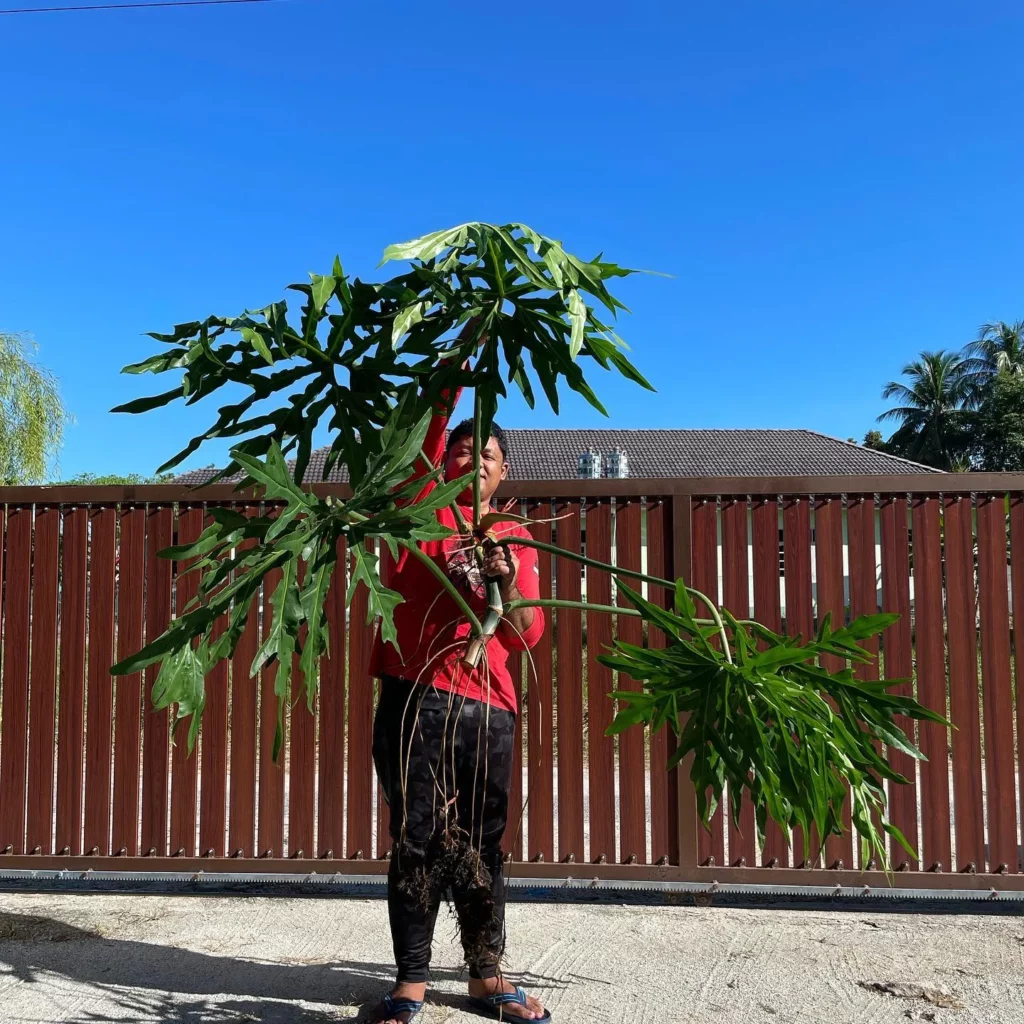 Man Showing Full View of Philodendron Radiatum Plant at Garden Area