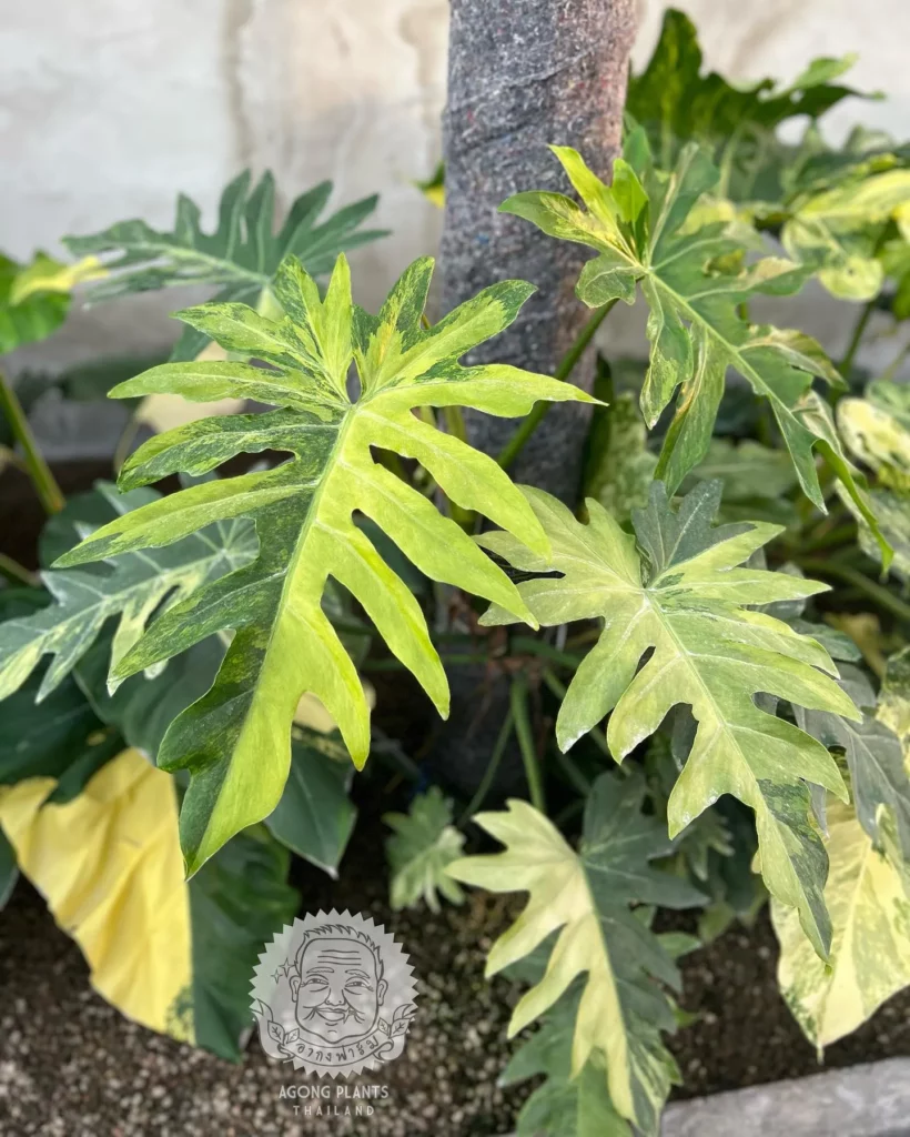 Philodendron Radiatum In Pots at Home Garden Area