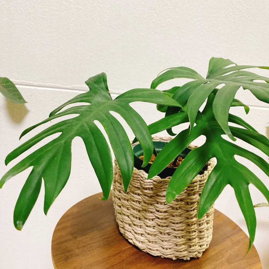 6" Tall Philodendron Radiatum Plant In Basket on Wooden Stand at Home