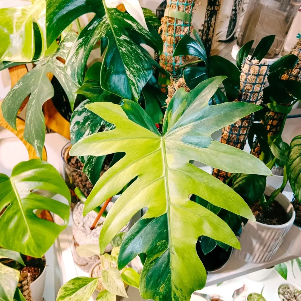 Philodendron Radiatum In Round Pot with other Houseplants and It's Moss Support Sticks at Home Garden Area