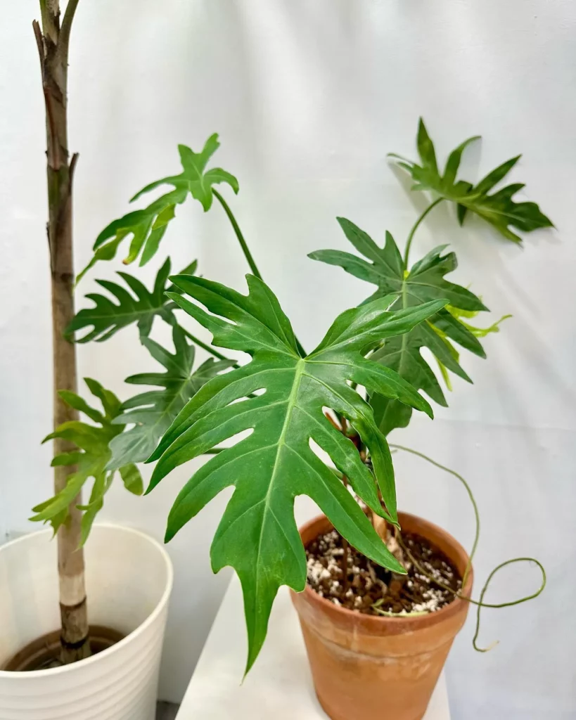 Philodendron Radiatum Plant In Round Shape Clay Pot on Stand at Home