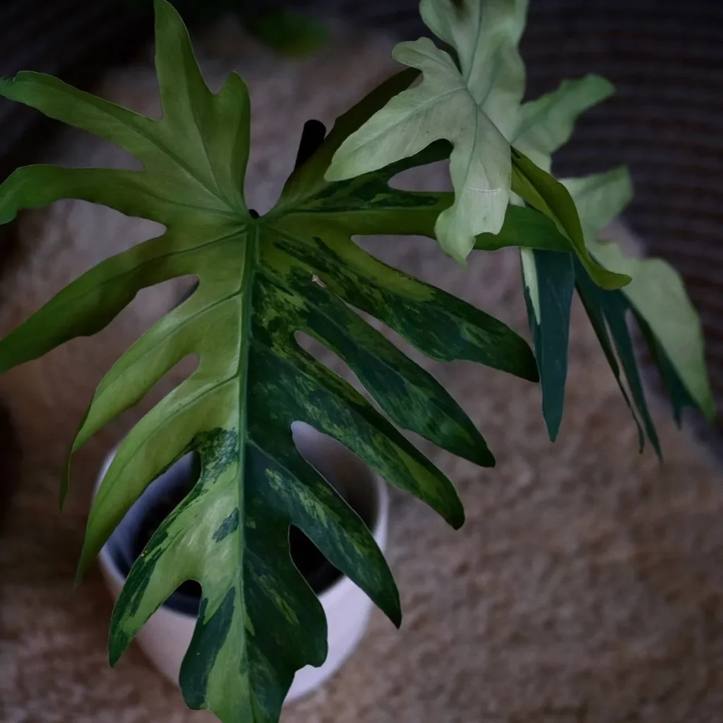 Eye-Catching Philodendron Radiatum Plant In Round Shape White Ceramic Pot On Home Floor