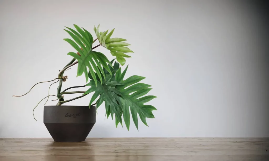 Philodendron Radiatum In Round Shape Brown Color Pot On Wooden Floor At Home