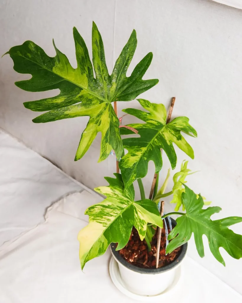 Philodendron Radiatum with Support Stick In Round Pot at Home