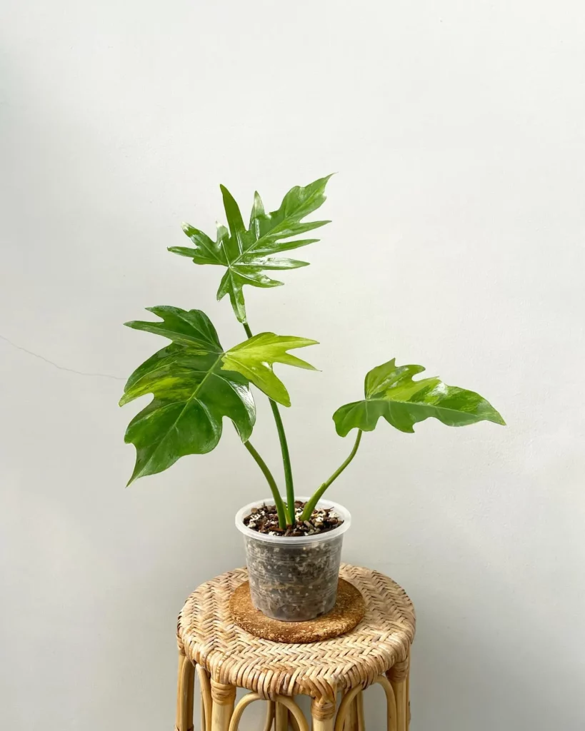 Philodendron Radiatum In Round Pot Displayed on Stand at Home