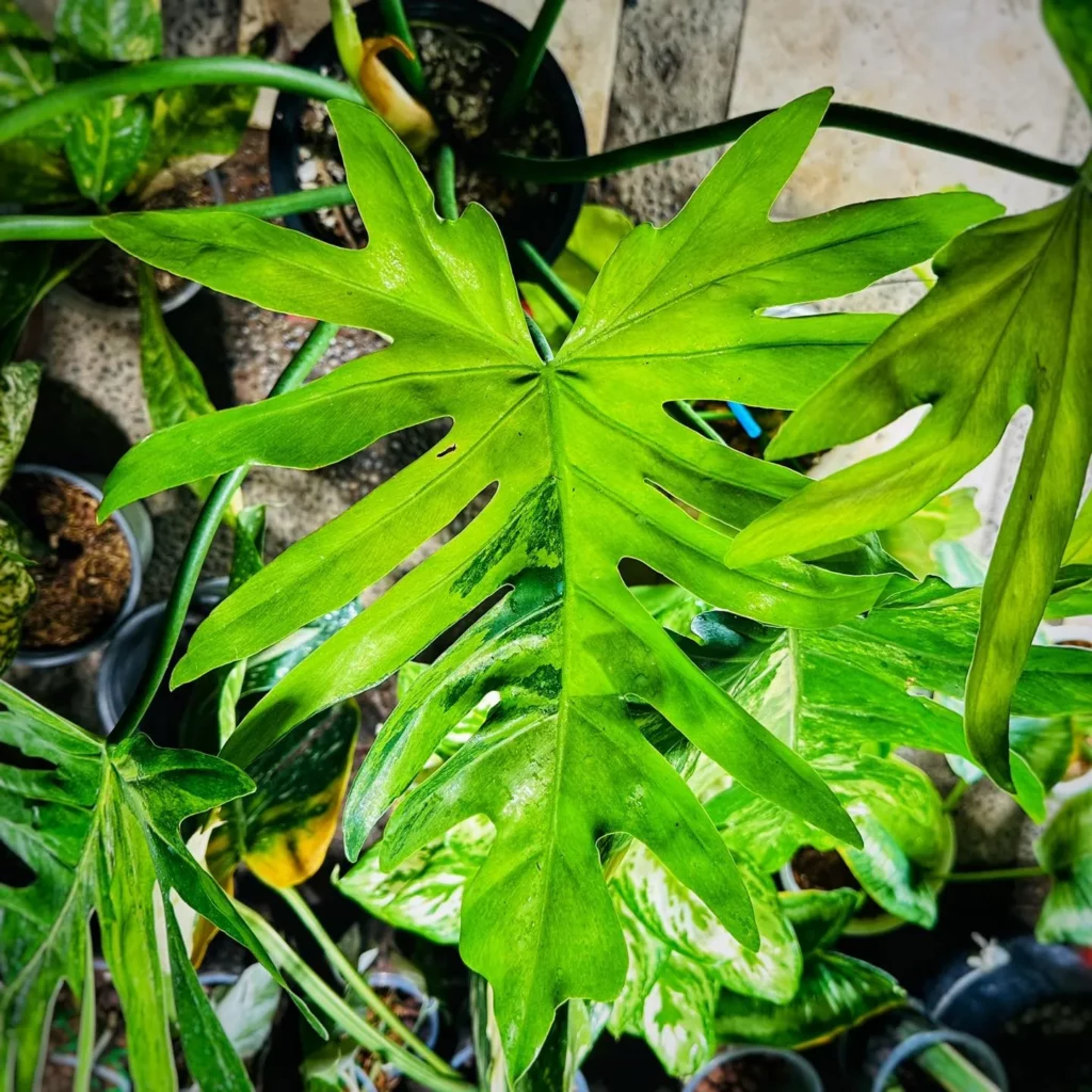 Close up Photo of Philodendron Radiatum Plant In Round Pot Displayed with other Houseplants at Garden Area