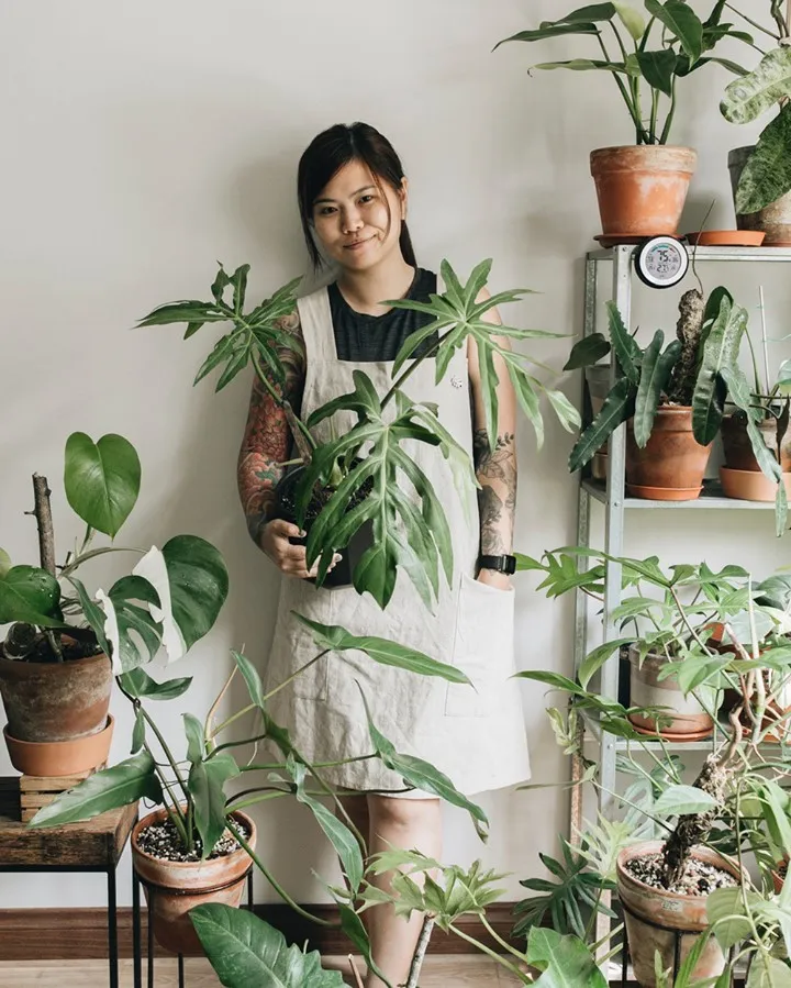 Plant Loving Girl Holding Her Favorite Plant Philodendron Radiatum In Round Pot Displayed with other HousePlants on Wooden Floor at Home Garden Area