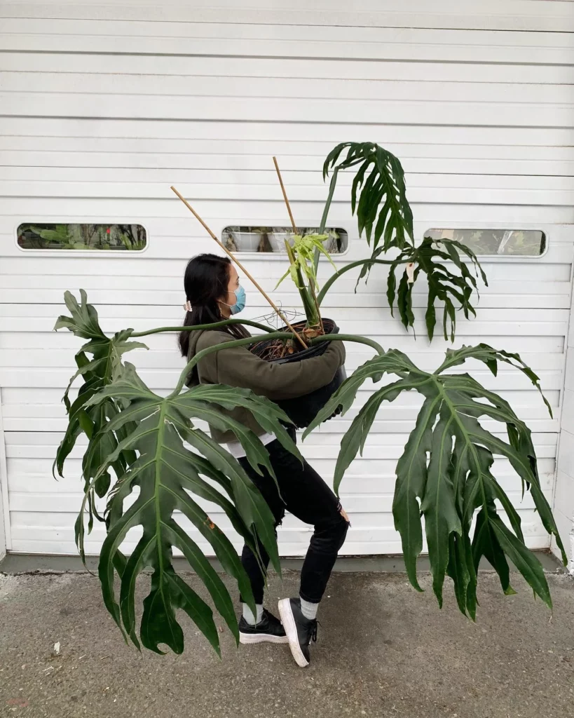 Girl Holding Philodendron Radiatum Plant with Big Leaves In Round Pot at Home Garden