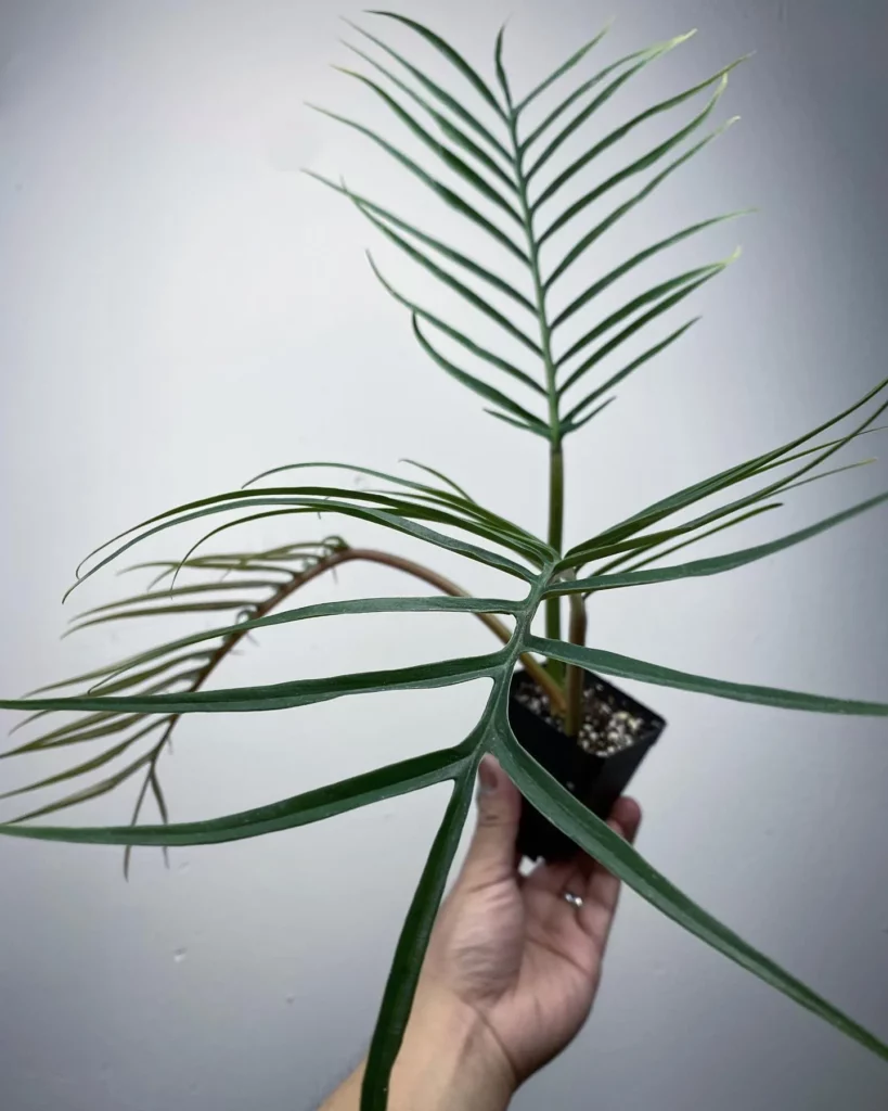 Philodendron Radiatum In 4" Square Shape Pot