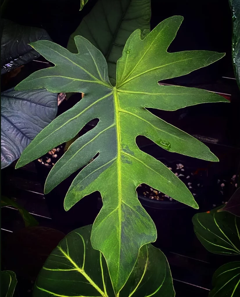 Close View of Philodendron Radiatum Leaf