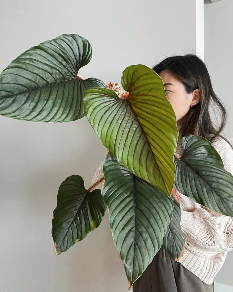 Girl with Philodendron Serpens Plant at Home