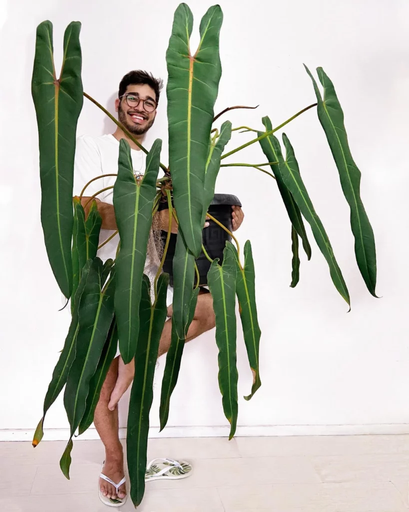 Happy Plant Lover Standing In One Leg Posing with Philodendron Spiritus Sancti Plant In Round Pot at Home