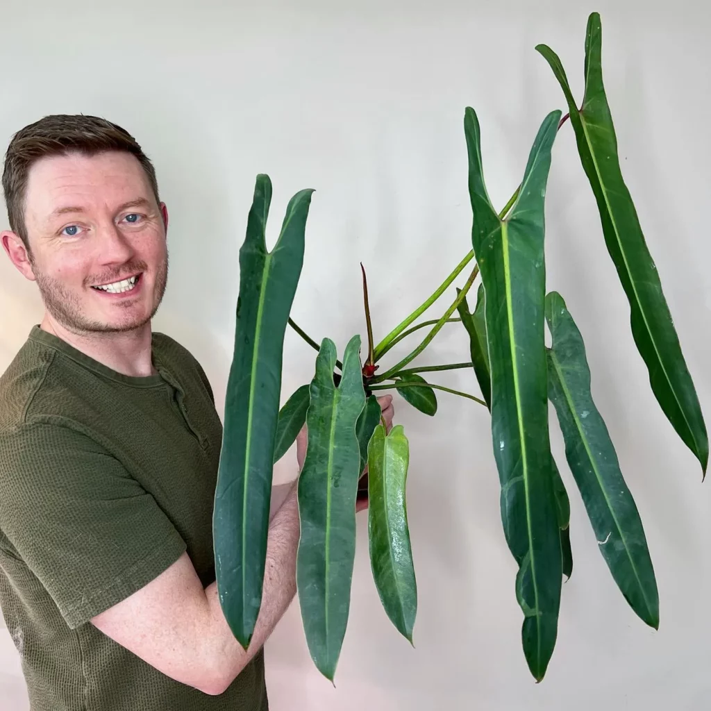 Happy Man Holding Philodendron Spiritus Sancti Plant In Round Pot at Home