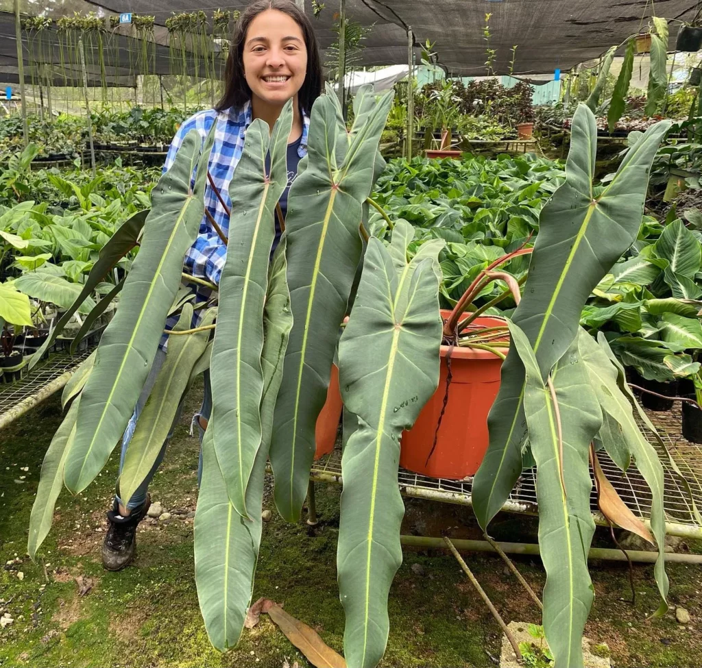 Happy Gardener with Philodendron Spiritus Sancti Plant at Garden