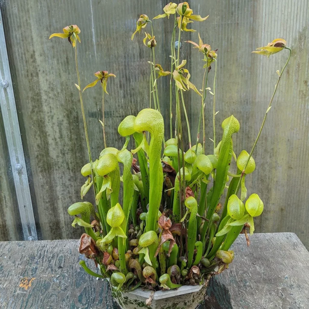 Blooming Cobra Pitcher Plant (Darlingtonia Californica) On Wooden Rack Observing Electric Lamp Light at Home Garden