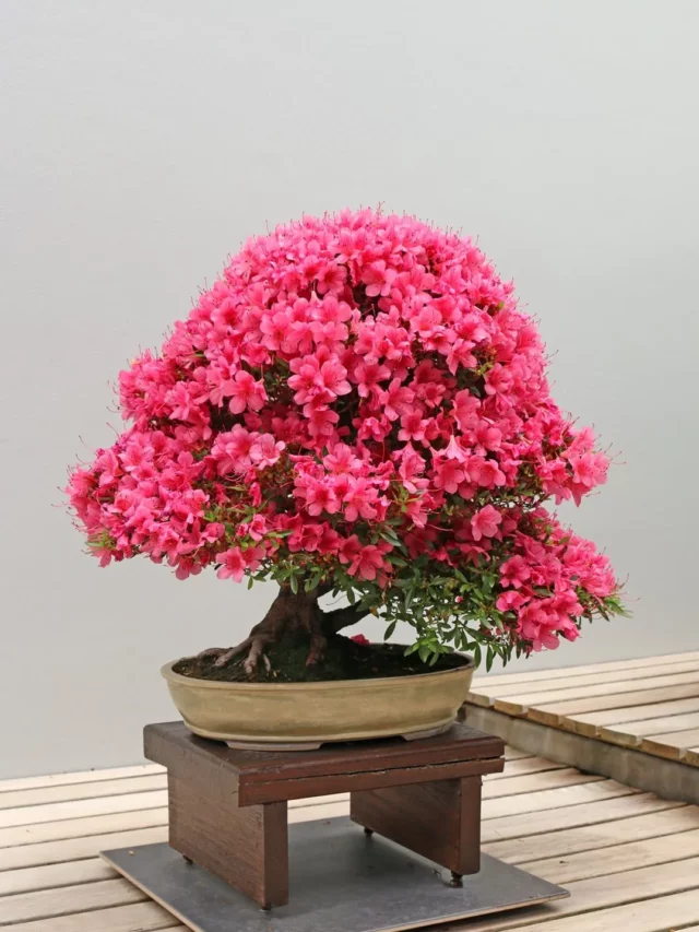 12" Tall Blooming Azalea Bonsai (Rhododendron spp.) Tree In Clay Pot Displayed On Wooden Floor at Garden
