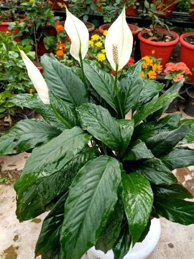 Blooming Peace Lily (Spathiphyllum Wallisii) Plant at Garden Area