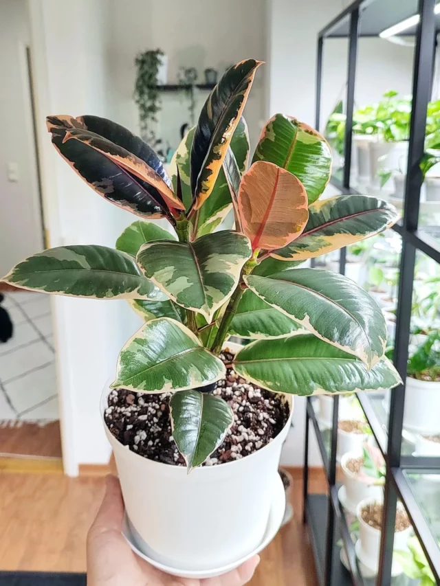 1.5 Feet Tall Rubber Plant (Ficus Elastica) In White Color Round Pot with Drainage Tray at Home Garden Area