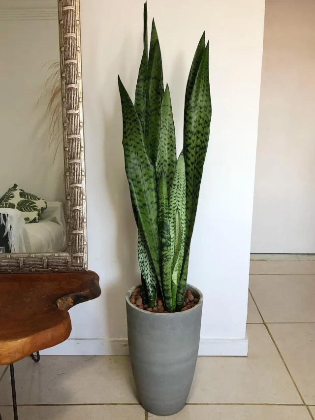 3 Feet Tall Snake Plant (Sansevieria Trifasciata) In Gray Color Clay Pot at Home Living Area