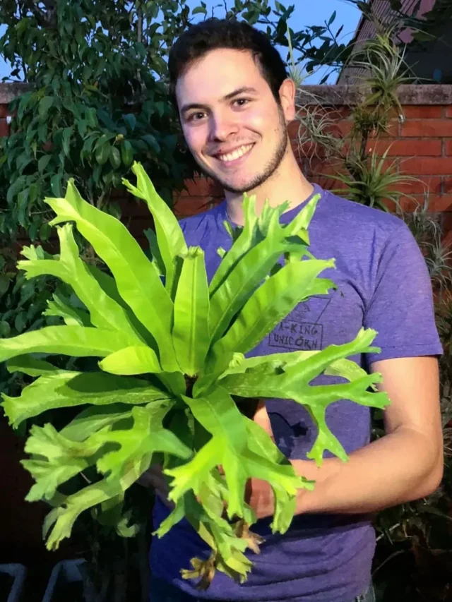 Happy Man Posing with Bird's Nest Fern (Asplenium Nidus) Plant at Garden Area