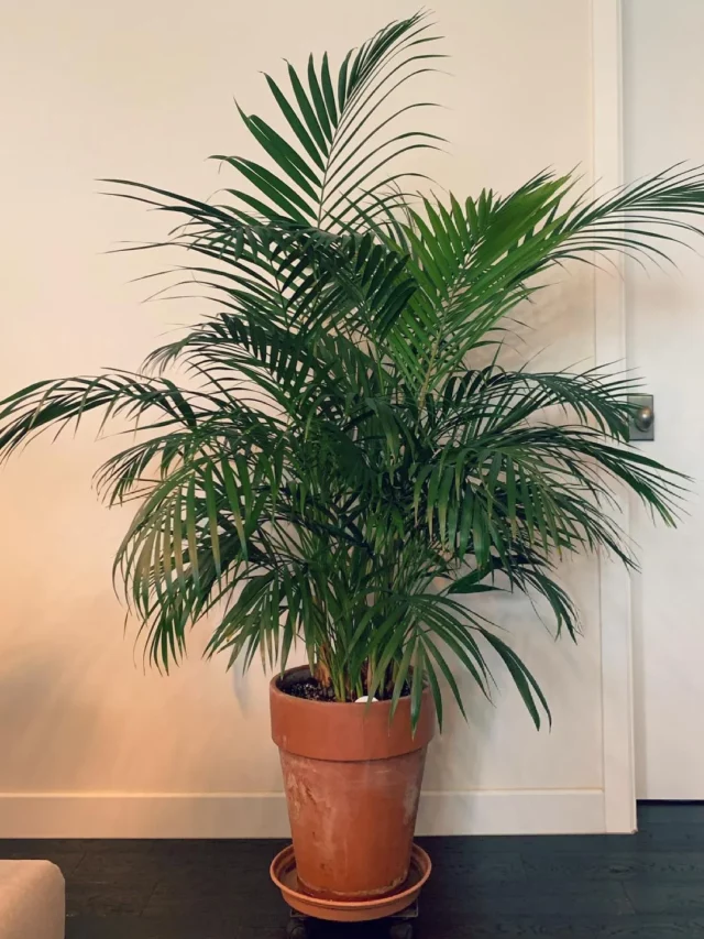 4 Feet Tall Areca Palm (Dypsis Lutescens) Plant In Round Pot with Drainage Tray at Home Living Area Observing Electric Lamp Light