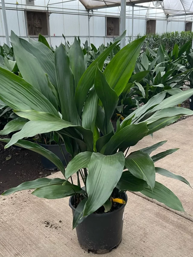 Cast Iron Plant (Aspidistra Elatior) In Black Color Round Pot at Garden Ground
