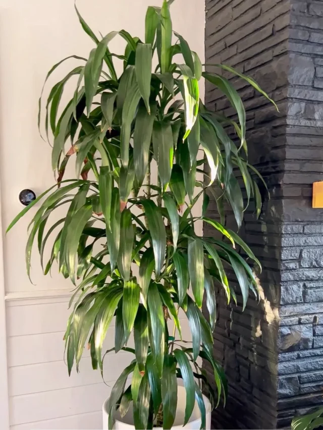 6 Feet Tall Dracaena (Dracaena Marginata) Plant In White Color Round Pot on Floor at Home Living Area
