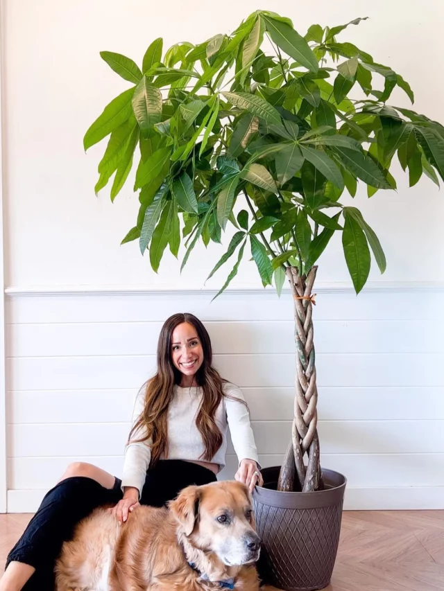 Happy Girl Posing with Money Tree (Pachira Aquatica) In Round Pot & a Pet Dog at Home