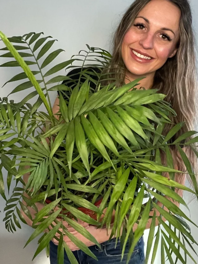 Happy Girl Holding Parlor Palm (Chamaedorea Elegans) Plant In Red Color Pot at Home