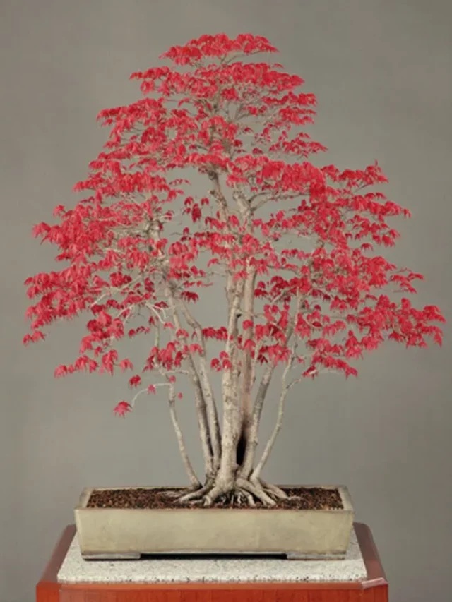 Japanese Red Maple 'Deshojo' Bonsai (Acer palmatum 'Deshojo') Tree with Pink Color Leaves In Square Shape Ceramic Pot on Wooden Stand at Garden
