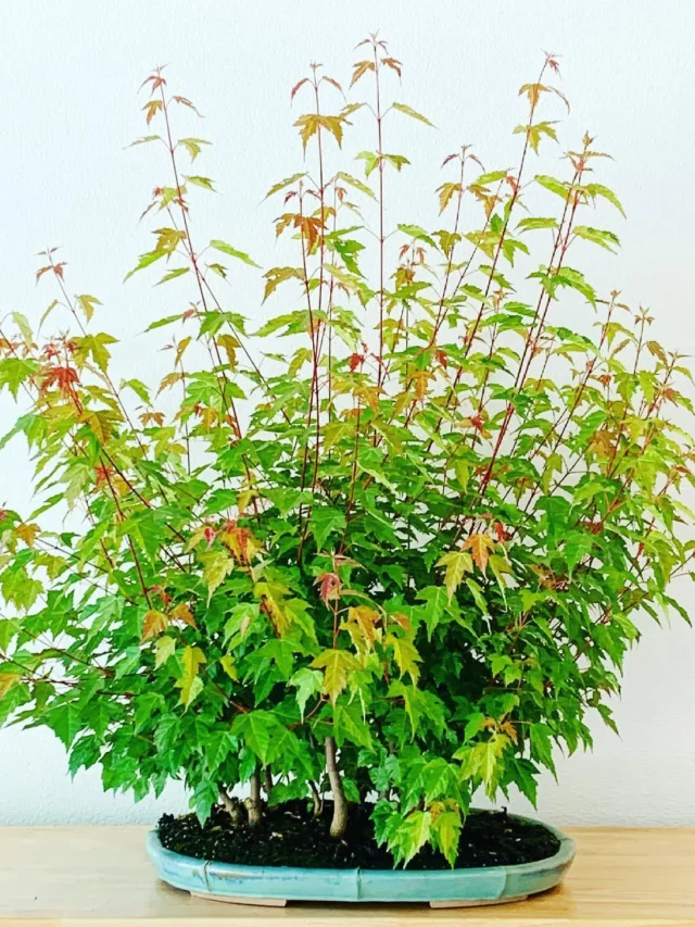 Eye-Catching Amur Maple Bonsai (Acer Ginnala) Tree Displayed on Table