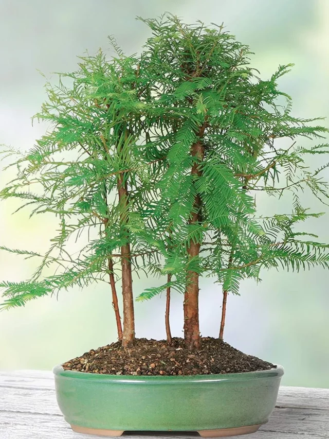 Close up Photo of Dawn Redwood Bonsai (Metasequoia Glyptostroboides) Tree In Blue Color Round Shape Pot On Wooden Stand at Home Garden Area
