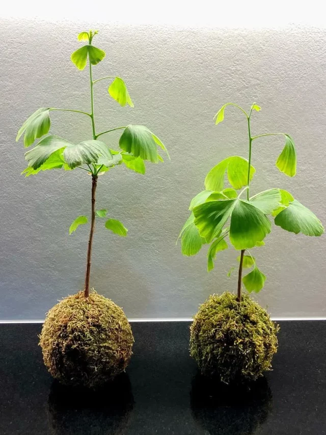 Two Gingko Bonsai (Ginkgo Biloba) Trees Observing Electric Lamp Light on Floor at Home