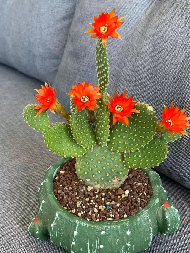 Blooming Bunny Ears Cactus (Opuntia Microdasys) Desert Plant In Green Color Decorated Pot with Red Flowers on Sofa at Home