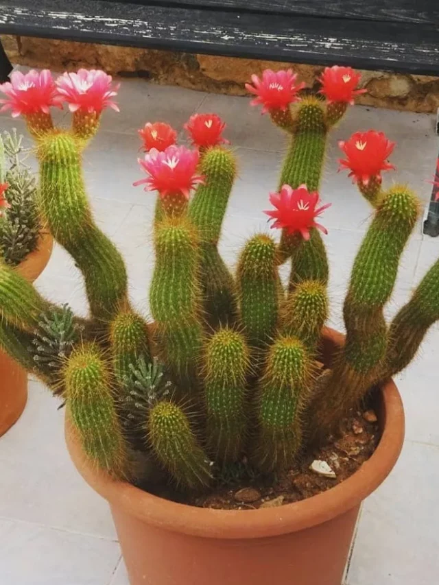 Eye-Catching Red Torch Cactus (Echinopsis Huascha) Plant with Pink Flowers In Round Shape Clay Pot On Home Garden Ground