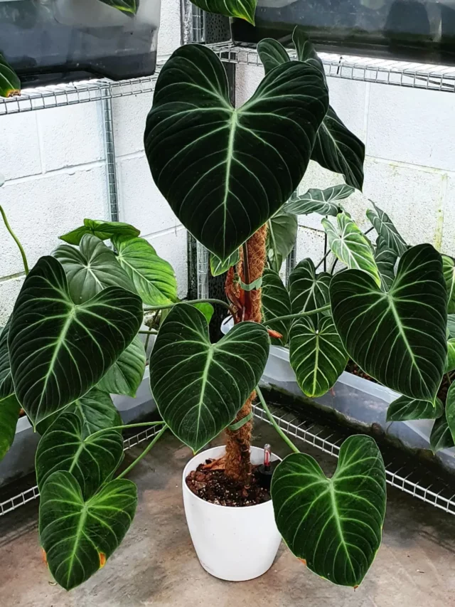 3 Feet Tall Philodendron El Choco Red Plant In Round Shape Ceramic Pot with Moss Support Stick Observing Electric Lamp Light at Home Garden Area