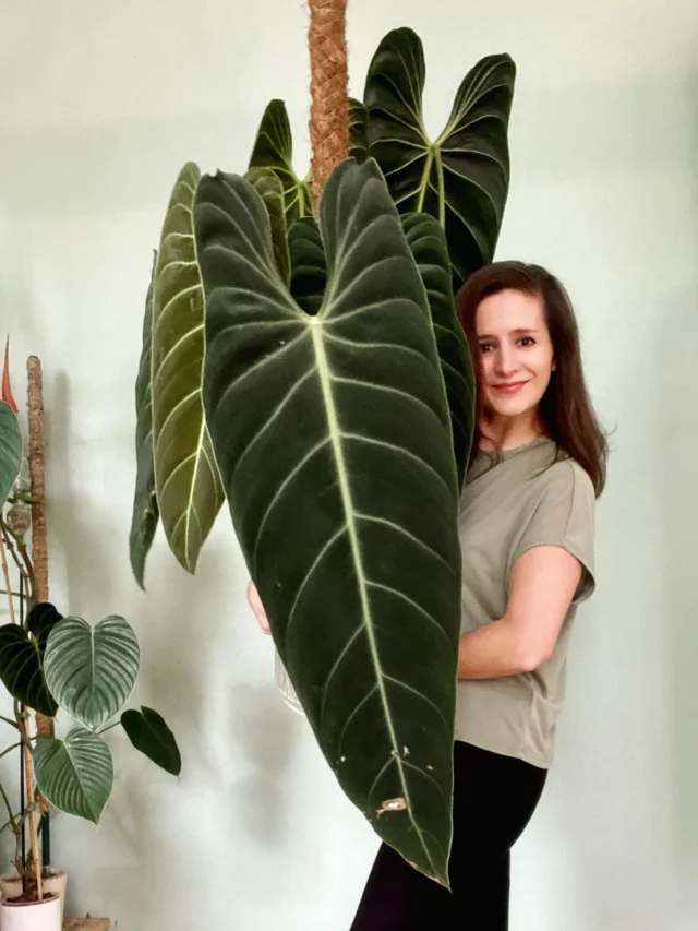 Happy Girl Posing with Philodendron Melanochrysum and Its Moss Support Stick at Home Garden Area