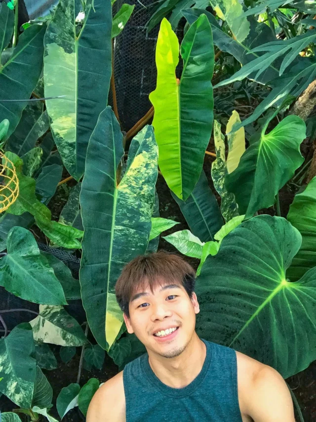 Man Posing with Philodendron Spiritus Sancti Plant at Garden Area