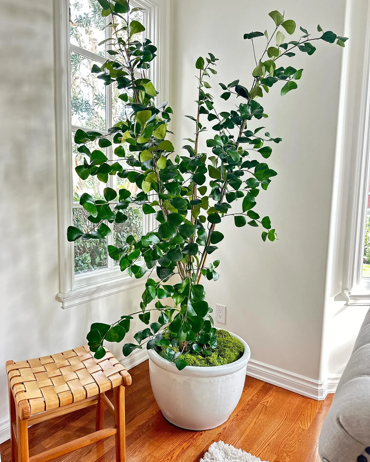 Ficus Triangularis Bonsai Beginner's Guide