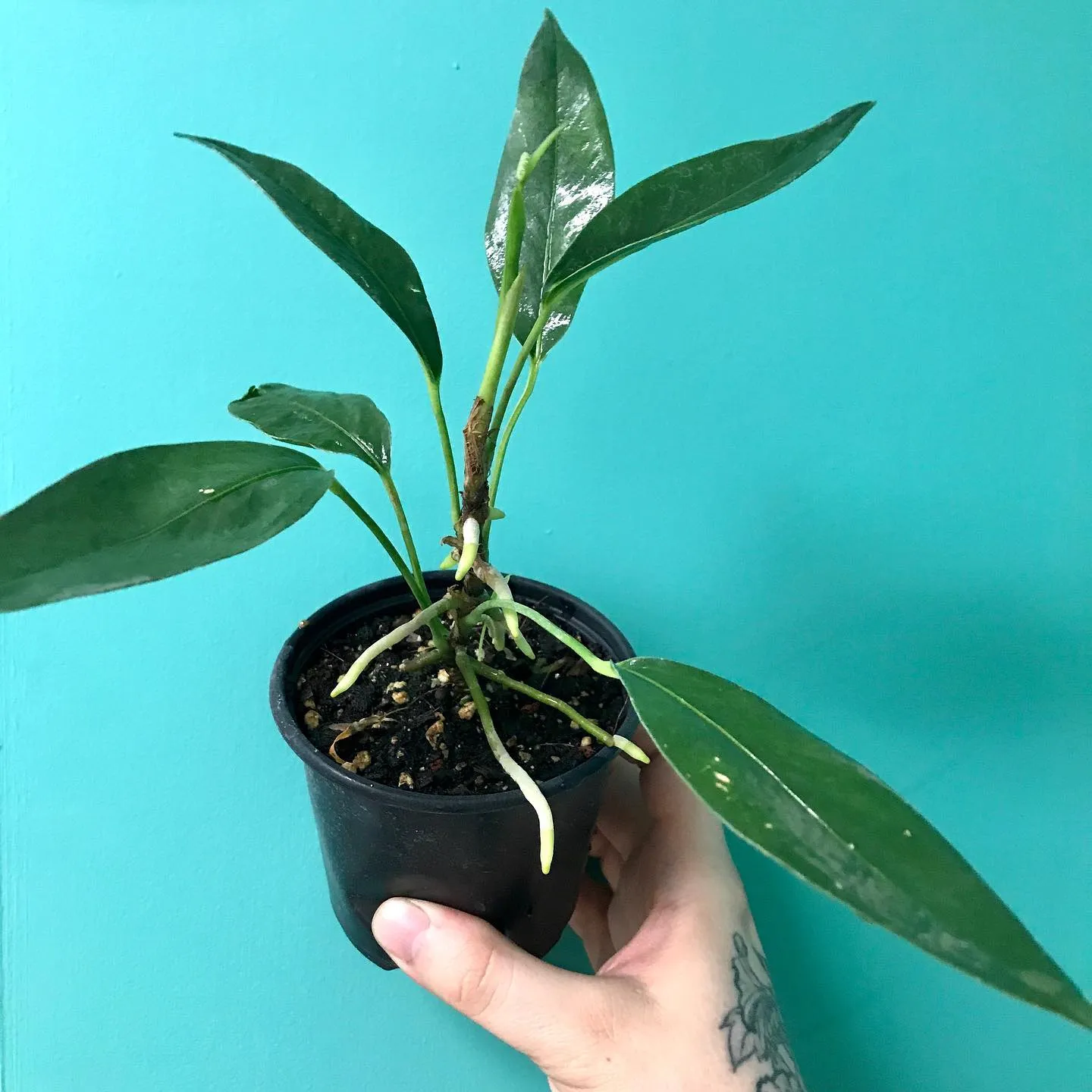 Anthurium Scandens Proven Care Strategies and Insights