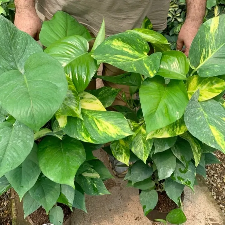 Top View of Pothos 'Marble Queen' (Epipremnum aureum 'Marble Queen') Indoor Plant