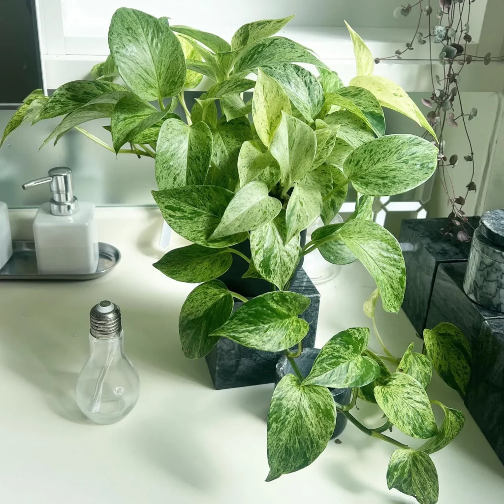 Pothos 'Marble Queen' (Epipremnum aureum 'Marble Queen') Indoor Plant In Square Shape Pot with Eye-Catching Leaves