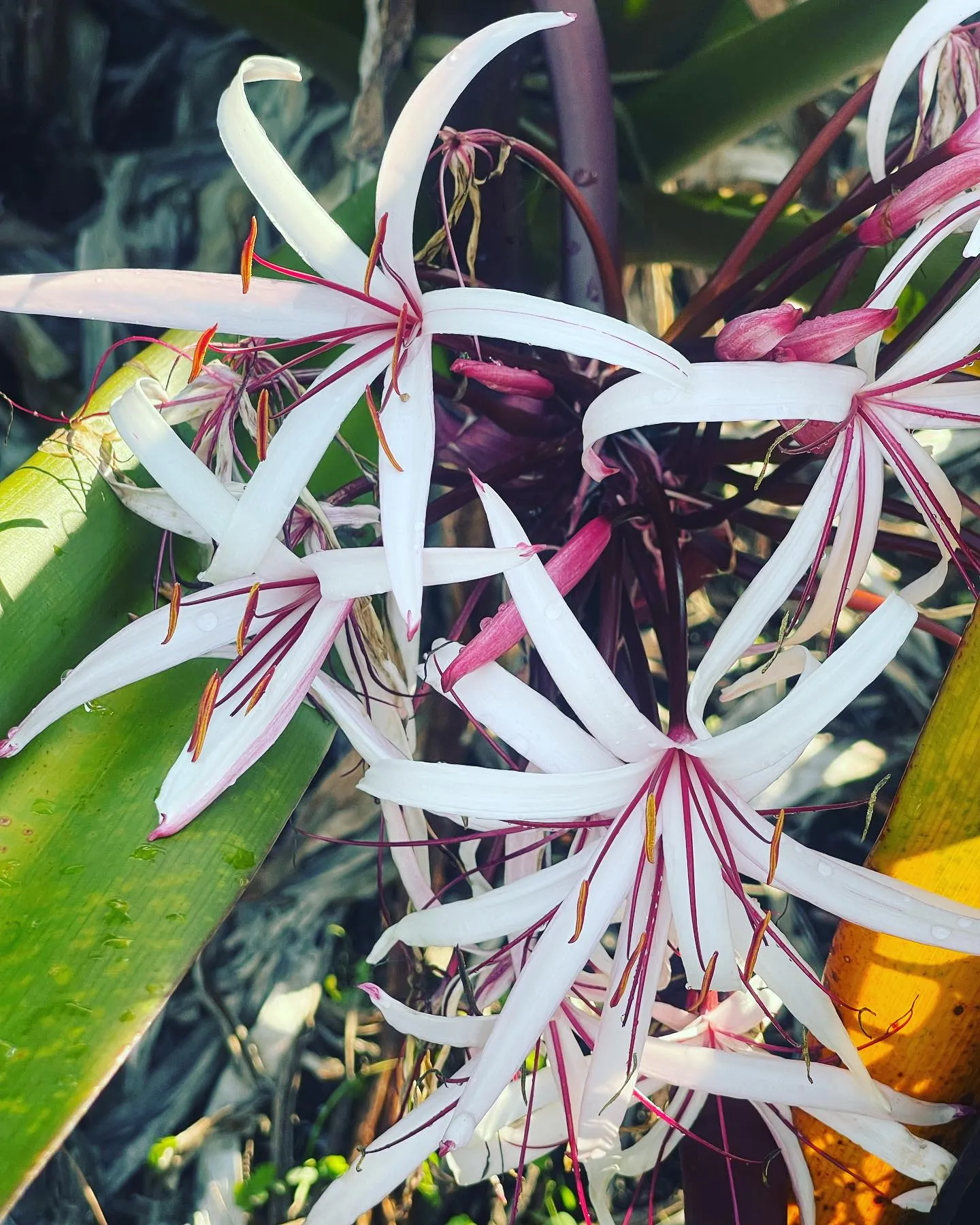 Spider Lily Care Guide Blooming Tips & Tricks