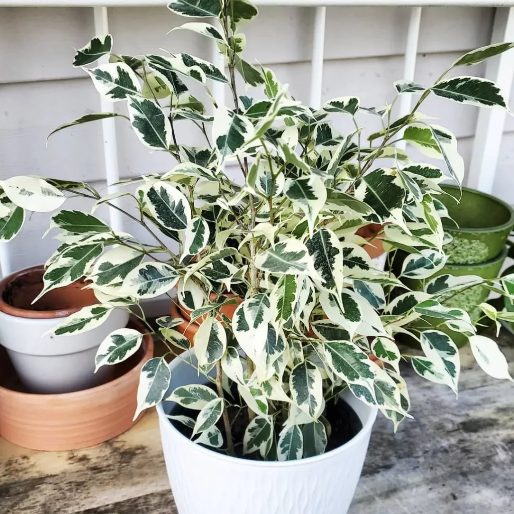 Ficus Benjamina (Variegata) Indoor Plant In Round Pot Displayed on Wooden Rack
