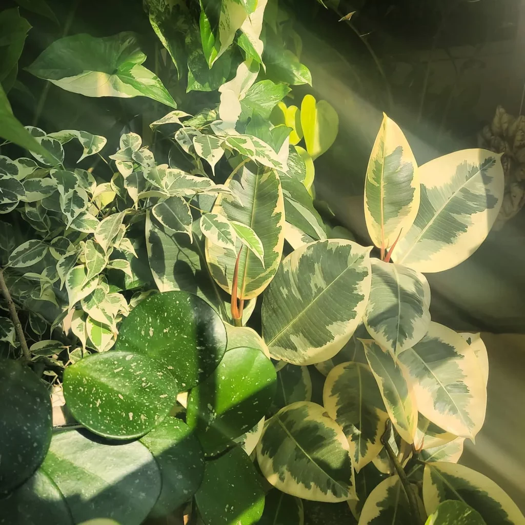 Close View of Ficus Benjamina (Variegata) Indoor Plant Observing Sunlight Through The Window