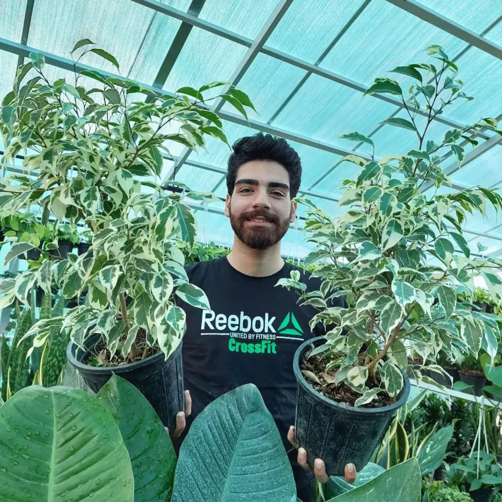 Teenage Boy Taking Photo with Two Ficus Benjamina (Variegata) Indoor Plants In Round Pots at Garden Area