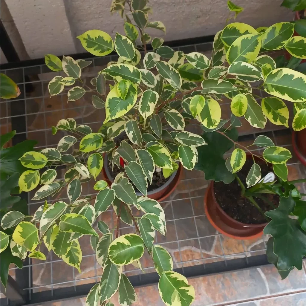 Top View of Ficus Benjamina (Variegata) Indoor Plant In Round Pot Displayed on Metal Grill at Garden Area
