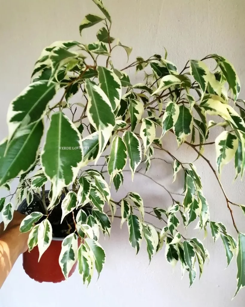 Ficus Benjamina (Variegata) Indoor Plant In Round Pot Held In Human Hand